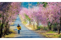 Tháng 1 là mùa hoa đẹp nhất trong năm trở nên đáng mong chờ hơn bao giờ hết và rất lý tưởng để đi du lich. Sau đây là ba loài hoa đẹp trong tháng 1 thu hút nhiều dân phượt nhất.