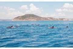 Đàn cá heo khoảng 200 con xuất hiện tại biển Phú Yên khiến nhiều người yêu thích và lan truyên trên internet. Đàn Cá Heo ở Phú Yên thõa thích bơi lội và nhảy múa trên biển tạo nên cảnh tượng ngoạn mục.