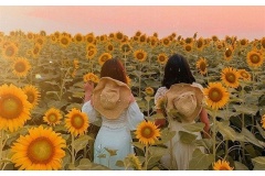 Tại Ecopark Hưng Yên cách Hà Nội khoảng chừng 10km xuất hiện một cánh đồng Hoa Hướng Dương tuyệt đẹp khiến nhiều người yêu thích. Chỉ với 50k vào cõng, bạn có thể chụp ảnh thõa thích với cánh đồng hoa Hướng Dương ở gần Hà Nội này.