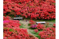 Vào tháng 5 đến hết tháng 6, cảnh đẹp hoa đổ quyên ở Nhật Bản thu hút khách du lịch trên khắp mọi nơi trên thế giới. Màu đỏ tươi tắn của hoa Đõ Quyên trên các sườn núi khiến người Nhật yêu say đắm.