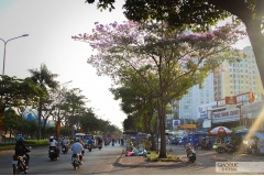 Trên nhiều tuyến phố tại Tp. Hồ Chí Minh nhiều cây Hoa Loa Kèn hồng thi nhau đua sắc khiến người dân vô cùng thích thú.