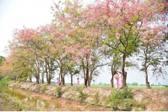 Vào tháng 3, 4 hằng năm, hoa ô môi ở các tỉnh miền tây nở rộ, khoe sắc thắm khiến khung cảnh miền quê trở nên thơ mộng và lãng mạng khiến nhiều người yêu thích. Nhiều khách du lịch đi xa mấy trăm km để chỉ làm một việc đơn giản là chụp ảnh, lưu lại kỷ niệ