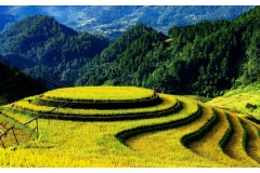Ruộng bậc thang là vẻ đẹp đặc sắc của vùng Tây Bắc. Đặc biệt, cánh đồng lúa vàng khiến nhiều khách du lịch thích thú. Chúng tôi mời bạn xem cảnh đẹp ruộng bậc thang ở Tây Bắc và mùa lúa chín qua những bức ảnh đẹp.