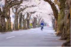 Mọi người đang chung tay chống dịch bệnh Corona đã bỏ qua một mùa hoa anh đào tuyệt đẹp ở Hàn Quốc. Vào tháng 3, tháng 4 mùa hoa Anh Đào đẹp nhất tại Hàn Quốc.