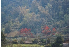 Mỗi độ tháng 3 về, Hà Giang lại bừng sáng với muôn loài hoa khoe sắc rực rỡ trên khắp các sườn núi, tạo nên khung cảnh thiên nhiên vừa hùng vĩ vừa thơ mộng. Chính vẻ đẹp ấy đã thôi thúc rất nhiều du khách tìm đến để tận mắt chiêm ngưỡng và lưu lại những k