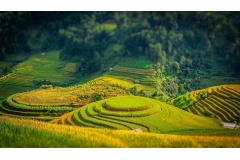 Du lịch khám phá và chiêm ngưỡng cánh đồng lúa chín ở Việt Nam sẽ giúp bạn có được những khoảnh khắc tuyệt diệu, thư thái và an nhiên. Nó sẽ là một trong những kỹ niệm đáng nhớ nhất trong cuộc đời.