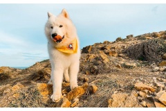 Một nàng sen tên là Bảo Trân đã đưa bậc hoàng thượng tên là Cồ đi du lịch Vũng Tàu trong 2 ngày 1 đêm. Và kể lại chuyến du lịch của mình trên Facebook khiến nhiều người yêu thích và ca ngợi.