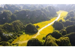 Vào giữa tháng 5, cánh đồng lúa hai bên sông Ngô Đồng ở khu du lịch Tam Cốc Bích Động, tỉnh Ninh Bình chín rộ tạo nên một khung cảnh rất đẹp khiến nhiều khách du lịch thích thú.