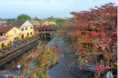 Phố cổ Hội An – điểm đến nổi tiếng của tỉnh Quảng Nam – luôn mang trong mình vẻ đẹp trầm mặc và đầy cuốn hút. Vào tháng 02/2020, những hàng cây bàng đồng loạt thay lá, nhuộm sắc vàng đỏ rực rỡ khắp các con phố, tạo nên khung cảnh vừa lãng mạn vừa cổ kính,