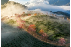 Vào mùa đông, đồi chè Ô Long Sapa khoác lên mình vẻ đẹp dịu dàng và lãng mạn với những luống chè xanh mướt ẩn hiện trong làn sương mờ, mang đến cho du khách cảm giác bình yên và những trải nghiệm đầy cảm xúc ngọt ngào khó quên.