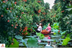 Vườn vải thiều Thanh Hà, tỉnh Hải dương đang thu hút nhiều khách du lịch đến tham quan trải nghiệm. Mới bạn tham quan vườn vải thều Thanh Hà, Hải Dương qua những bức ảnh tuyệt đẹp.