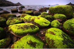 Vào mùa xuân, Eo Gió khoác lên mình lớp rêu xanh mơn mởn, tạo nên khung cảnh thiên nhiên đẹp tựa tranh vẽ. Sắc xanh phủ kín những ghềnh đá uốn lượn theo bờ biển, mang đến vẻ đẹp vừa hoang sơ vừa thơ mộng.