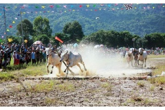 Ngày 28/11, tại huyện Tri Tôn An Giang diễn ra giải đua bò rất hấp dẫn thu hút hơn 10.000 xem trong chương trình biểu diễn du lượn đầu tiên ở miền Tây.