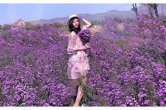 Một vườn hoa Thạch Thảo tím ở Vũng Tàu đang thu hút rất nhiều tín đồ đam mê chụp ảnh. Vườn hoa tím lịm tìm sim đẹp lịm tim sẽ giúp bạn có nhiều trải nghiệm thú vị cho chuyến du lịch Vũng Tàu.