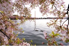 Ngắm Hoa Anh Đào đẹp lung linh là điểm đặc biệt nhất của Tour du lịch Mỹ ngắm hoa Anh Đào