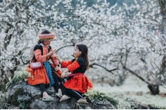 Vào khoảng tháng 12, tháng 1 hoa mận trên cao nguyên Mộc Châu Hà Giang nở rộ tạo nên khung cảnh đẹp khiến các khách du lịch đứng ngồi không yên.