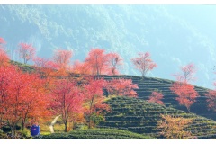 Năm nay thời tiết đặc biệt, nên hoa Mai Anh Đào nở sớm hơn những năm nước. Đây là thời điểm nhiều khách du lịch chọn ngắm cảnh đẹp đồi chè Ô long Sapa với hoa Mai Anh Đào tuyệt đẹp.