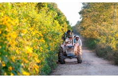 Mùa hoa dã quỳ ở Đà Lạt 2020 rất đẹp, tươi tán đang thu hút khách du lịch. Chúng tôi mời bạn chiêm ngưỡng cảnh đẹp mùa hoa dã quỳ ở Đà Lat qua những bức ảnh tuyệt đẹp.