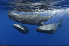 Những bức ảnh tuyệt đẹp ghi lại khoảnh khắc ấn tượng của loài cá voi khổng lồ giữa đại dương bao la chắc chắn sẽ khiến bạn choáng ngợp. Từ vẻ uy nghi, mạnh mẽ đến sự nhẹ nhàng, thanh thoát khi lướt qua làn nước xanh thẳm, tất cả tạo nên một vẻ đẹp kỳ vĩ v