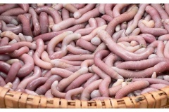 Tổng hợp các món ăn từ sâu bọ, trùng đặc sản tại Việt Nam: Từ đuông dừa đến dế mèn chiên. Tìm hiểu hương vị độc đáo và giá trị dinh dưỡng bất ngờ ngay tại đây!