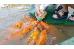 Mình chỉ thấy em bé bú bình nhưng bây giờ cho cá bù bình là một trải nghiệm rất thú vị. Nếu bạn có dịp đi tắm biển Nha Trang rồi đi  lên núi cho cá bú bình sẽ rất vui. 