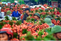 Mỗi dịp tháng 6, người dân bắt đầu thu hoạch trên cả nước. Chợ vải Bắc Giang là địa điểm nổi bật nhất là chợ vải lớn nhất và sôi động nhất Việt Nam. Và cũng là dịp mà các nhiếp ảnh gia, người đam mê chụp ảnh và khách du lịch thỏa tích tạo nên những bức ản