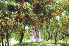 Đồng Bằng Sông Cửu Long hay miền Tây có nhiều địa điểm du lịch rất hấp dẫn. Nếu bạn thích đi du lịch có thể tham khảo gợi ý Top 10 địa điểm du lịch ở Đồng Bằng Sông Cửu Long theo số lượng khách ghé thăm