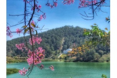 Vào đầu tháng 12, hoa Mai Anh Đào nở sớm ở một số địa điểm du lịch tại Đà Lạt. Sau đây là top 5 địa điểm ngắm hoa Mai Anh Đào ở Đà Lạt được nhiều khách du lịch yêu thích nhất