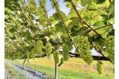 Vườn nho mang đến giá trị kinh tế cao bán cho các thương lái, mà còn kết hợp với du lịch cho phép du khách vào tham quan. Du khác vào vườn nho miễn phí, chỉ cần xin phép chủ là có thể vào tham quan tự do.