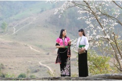 Vào tháng 3, Du khách du lịch đến vùng Tây Bắc sẽ chiêm ngưỡng được vẻ đẹp của hoa Ban rừng cùng với nét văn hóa độc đáo của người Thái.