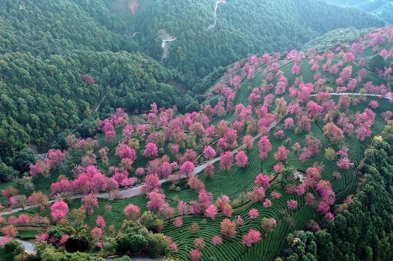 Ngắm cảnh đẹp hoa anh đào ở Vân Nam, Trung Quốc